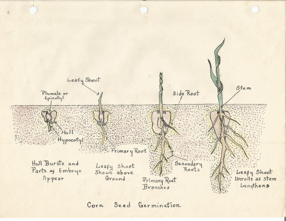 Corn Seed Germination