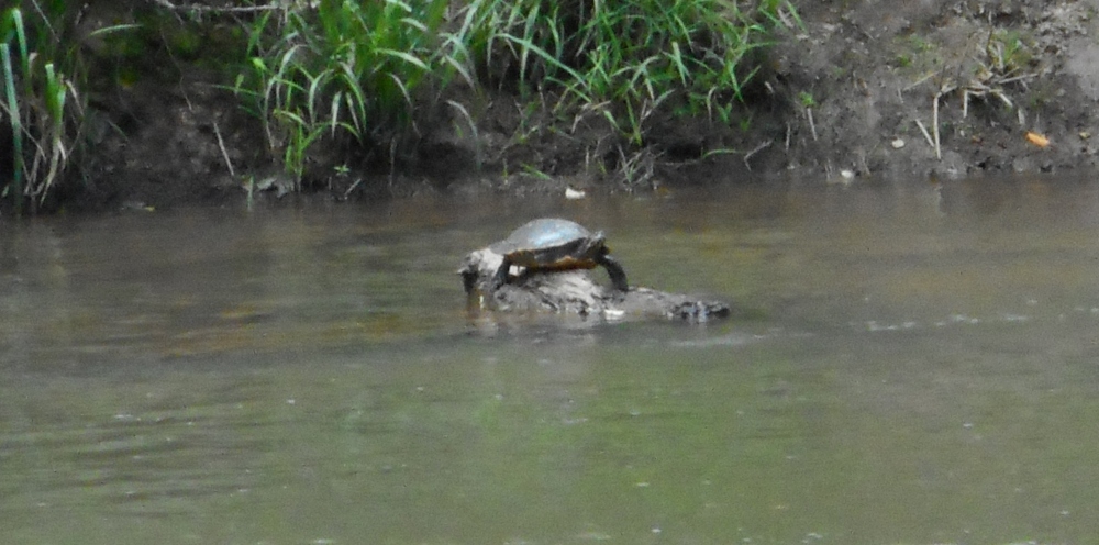 Turtle in River May 15, 2015 03