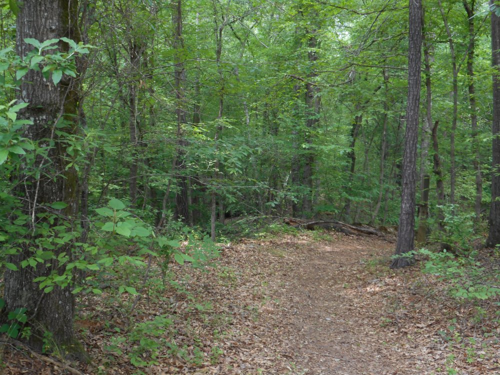 Wooded Trail May 15, 2015 05